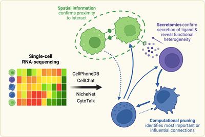 Mapping and Validation of scRNA-Seq-Derived Cell-Cell Communication Networks in the Tumor Microenvironment